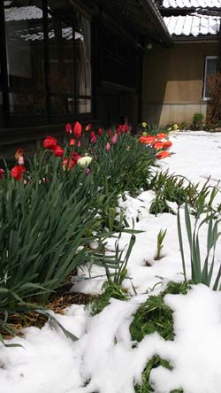 観測史上、もっとも遅い積雪だそうで。_c0042426_885827.jpg