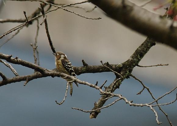 鳥撮影に挑戦_a0229627_132714.jpg