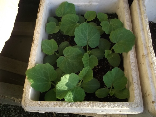 夏野菜の苗...あれこれ_b0137932_21131220.jpg