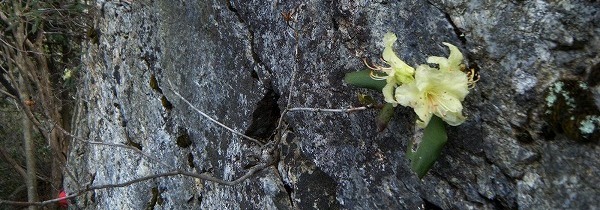 第65回　向山からの眺め、ど根性植物_b0191932_9461951.jpg