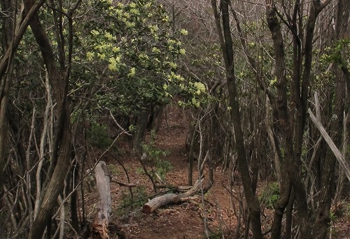 第65回　向山からの眺め、ど根性植物_b0191932_9483656.jpg