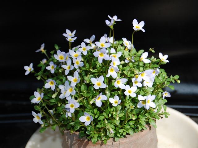 雛草 ヒナソウ 今日の花