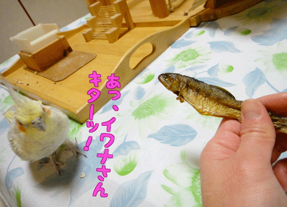 a0056140_17425259.gif