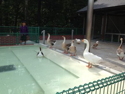 日本平動物園_a0036544_2153049.jpg