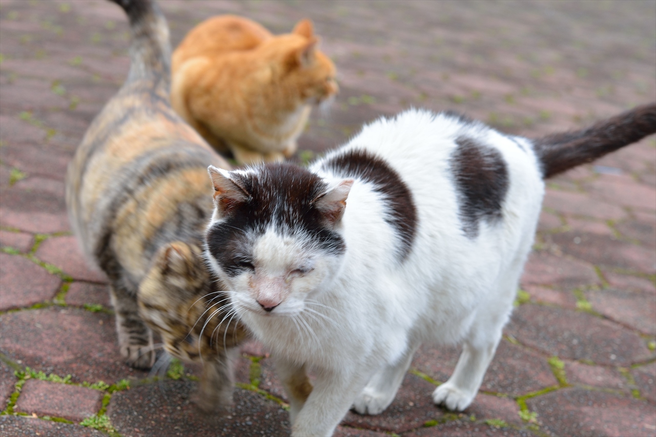 日比谷公園 猫また猫 なんとなく撮ってみた 日比谷公園 猫また猫 なんとなく撮ってみた