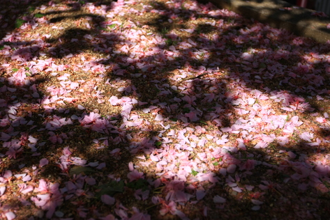 うば桜_c0193648_012949.jpg