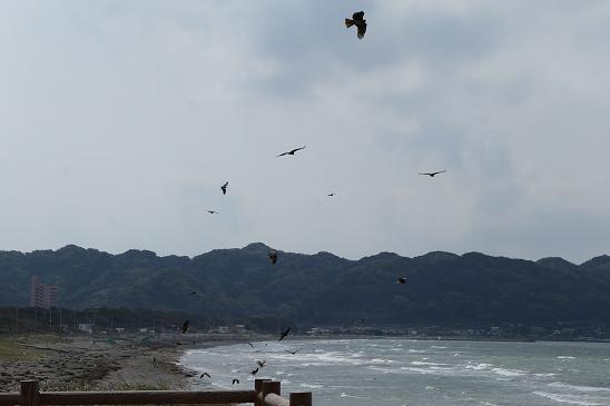 強風と鳶！_d0151148_13543835.jpg