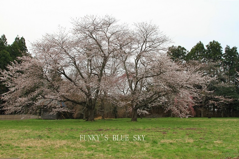 SAKURA*2013 【その３－１・城跡の桜】_c0145250_11582041.jpg