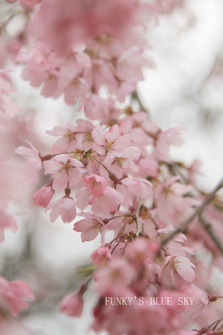 SAKURA*2013 【その３－１・城跡の桜】_c0145250_11585050.jpg