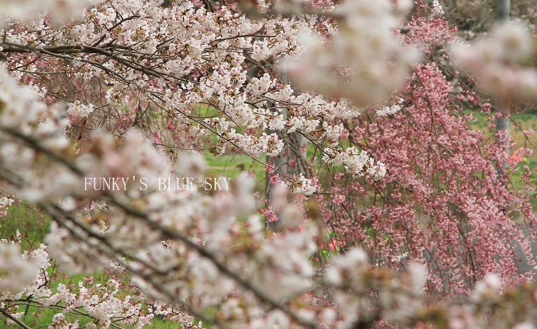 SAKURA*2013 【その３－１・城跡の桜】_c0145250_11585861.jpg