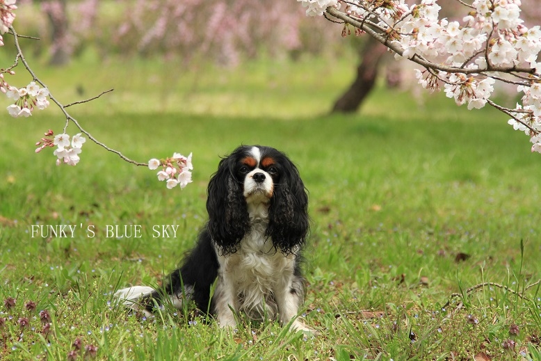 SAKURA*2013 【その３－１・城跡の桜】_c0145250_11591319.jpg