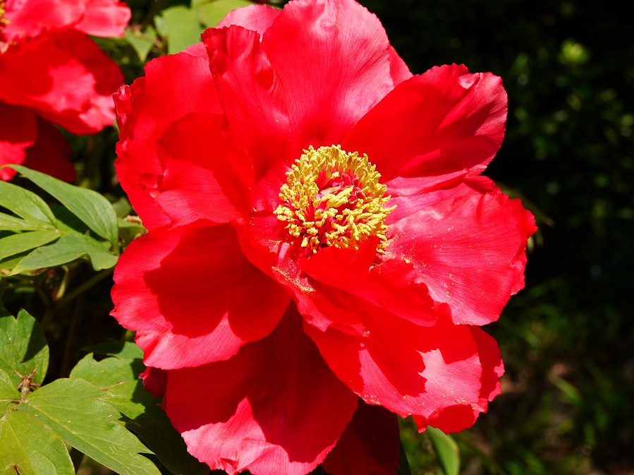 　　和歌山城公園にて　　１２年前、２０１３年４月撮影_b0093754_22241998.jpg