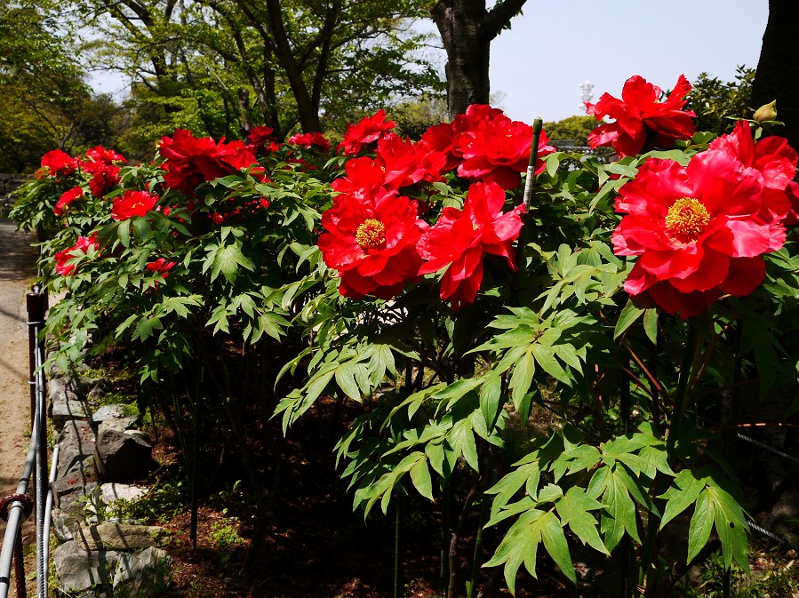 　　和歌山城公園にて　　１２年前、２０１３年４月撮影_b0093754_22244717.jpg