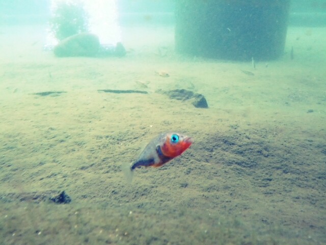 e0229059_95317100.jpg