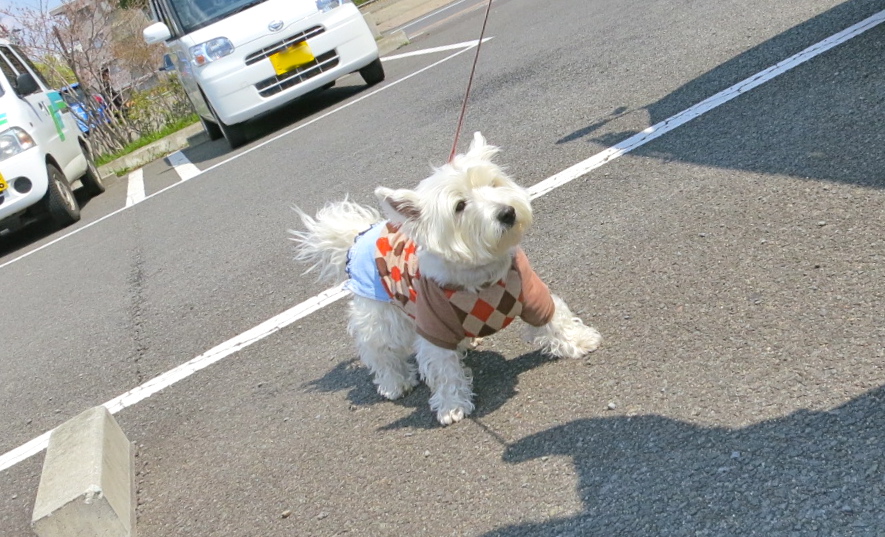 お注射の日です。_c0260460_13341390.jpg