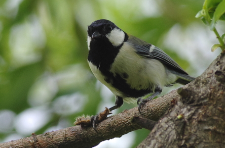 シジュウカラ　カワセミ_d0256061_14184815.jpg