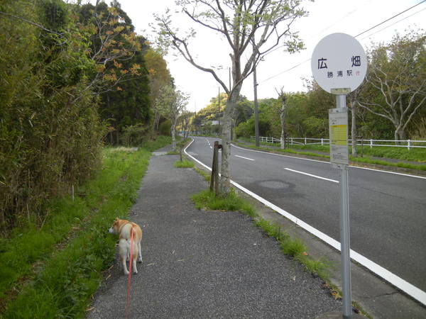 ’13,4,22(月)やっと晴れたよ~!_f0060461_1130488.jpg