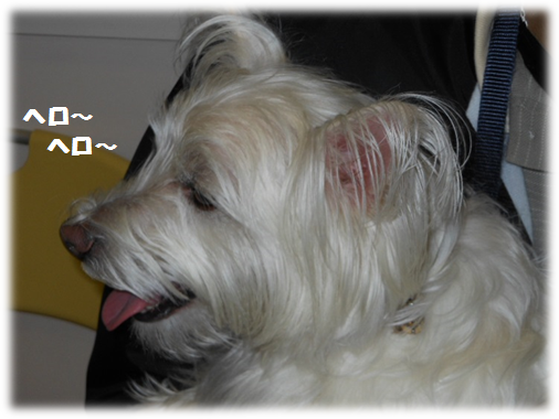 b0242873_0461490.png