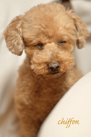 b0243873_20232871.gif