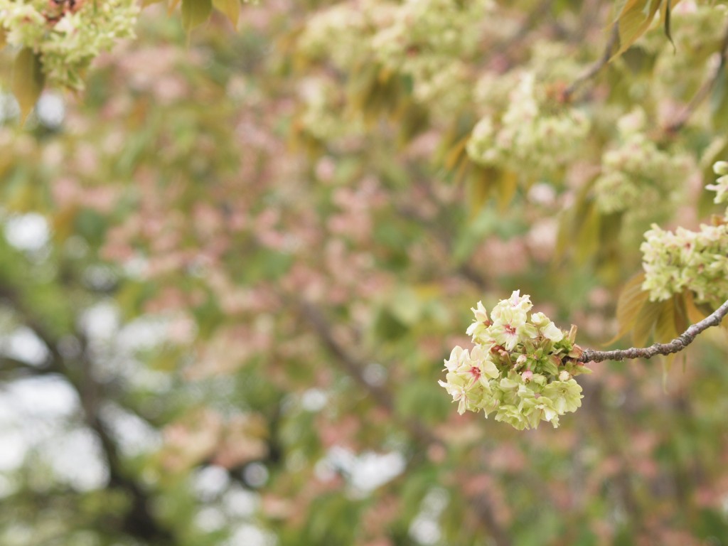 『緑色の桜花　御衣黄（ギョイコウ）』_d0054276_20414344.jpg