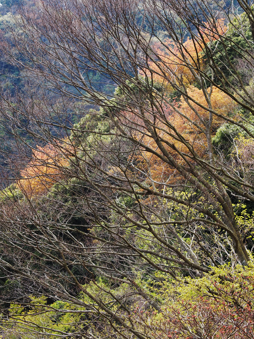 天城峠~山肌染めし~_a0161380_10163819.jpg