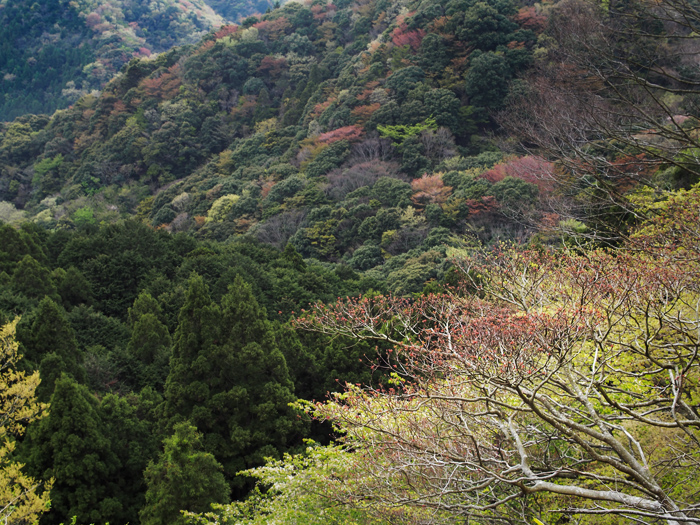 天城峠~山肌染めし~_a0161380_10184183.jpg