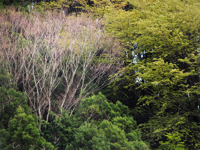 天城峠~山肌染めし~_a0161380_10201038.jpg