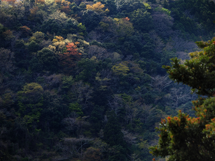 天城峠~山肌染めし~_a0161380_9315218.jpg