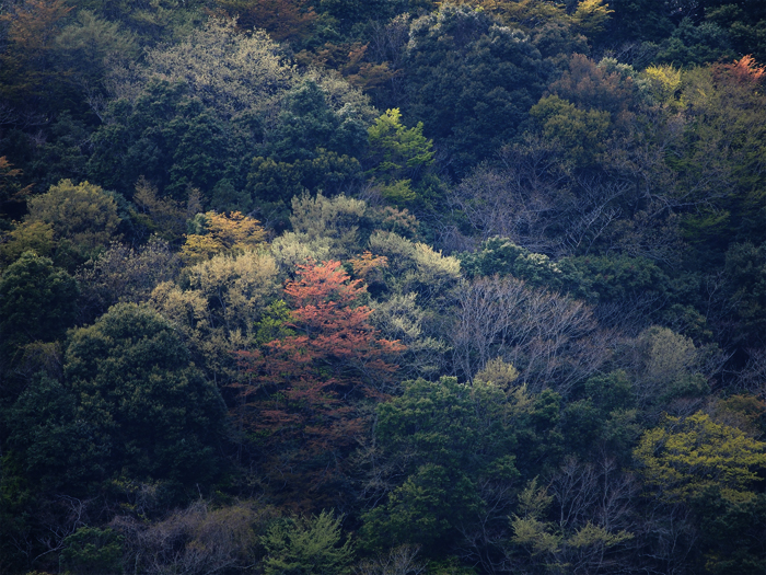天城峠~山肌染めし~_a0161380_955462.jpg