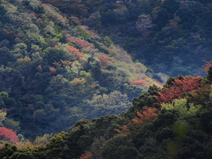天城峠~山肌染めし~_a0161380_9584424.jpg