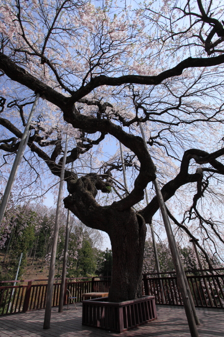 慈徳寺の種蒔き桜　福島市佐原　２０１３・０４・２０_e0143883_1911532.jpg