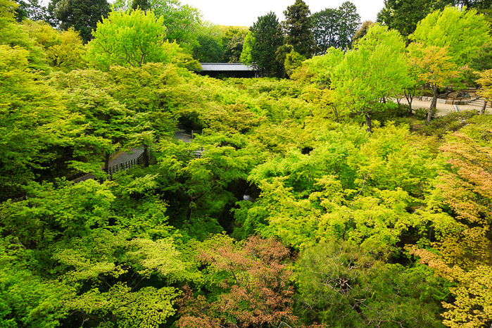 東福寺へ_f0224083_23511425.jpg