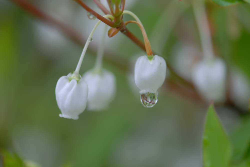 雨上がりの公園_f0202686_213621.jpg