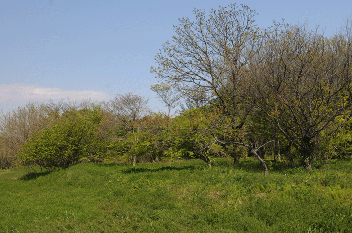 風薫る森　＜里山公園＞_e0248688_5415542.gif