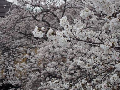 バタバタと桜。_a0045293_18234240.jpg