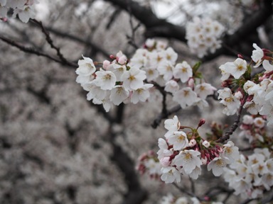 バタバタと桜。_a0045293_18235427.jpg