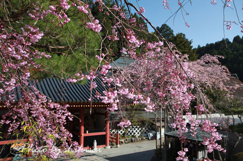 和歌山の桜(７)：高野山Ⅰ_a0135396_22185761.jpg