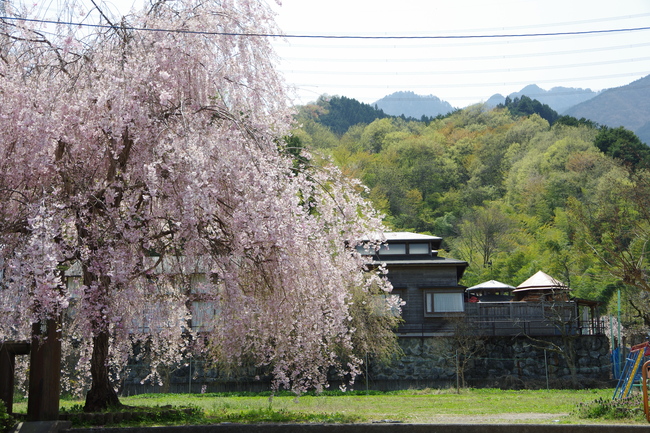 しだれ桜_c0158398_8441775.jpg