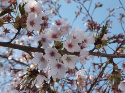 小諸市懐古園の桜の開花情報（平成２５年４月７日ソメイヨシノ開花より４月２８日まで）_e0304702_818726.jpg