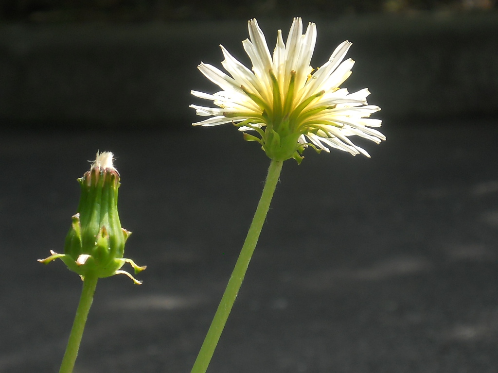 白いタンポポ花模様_f0146802_8402098.jpg