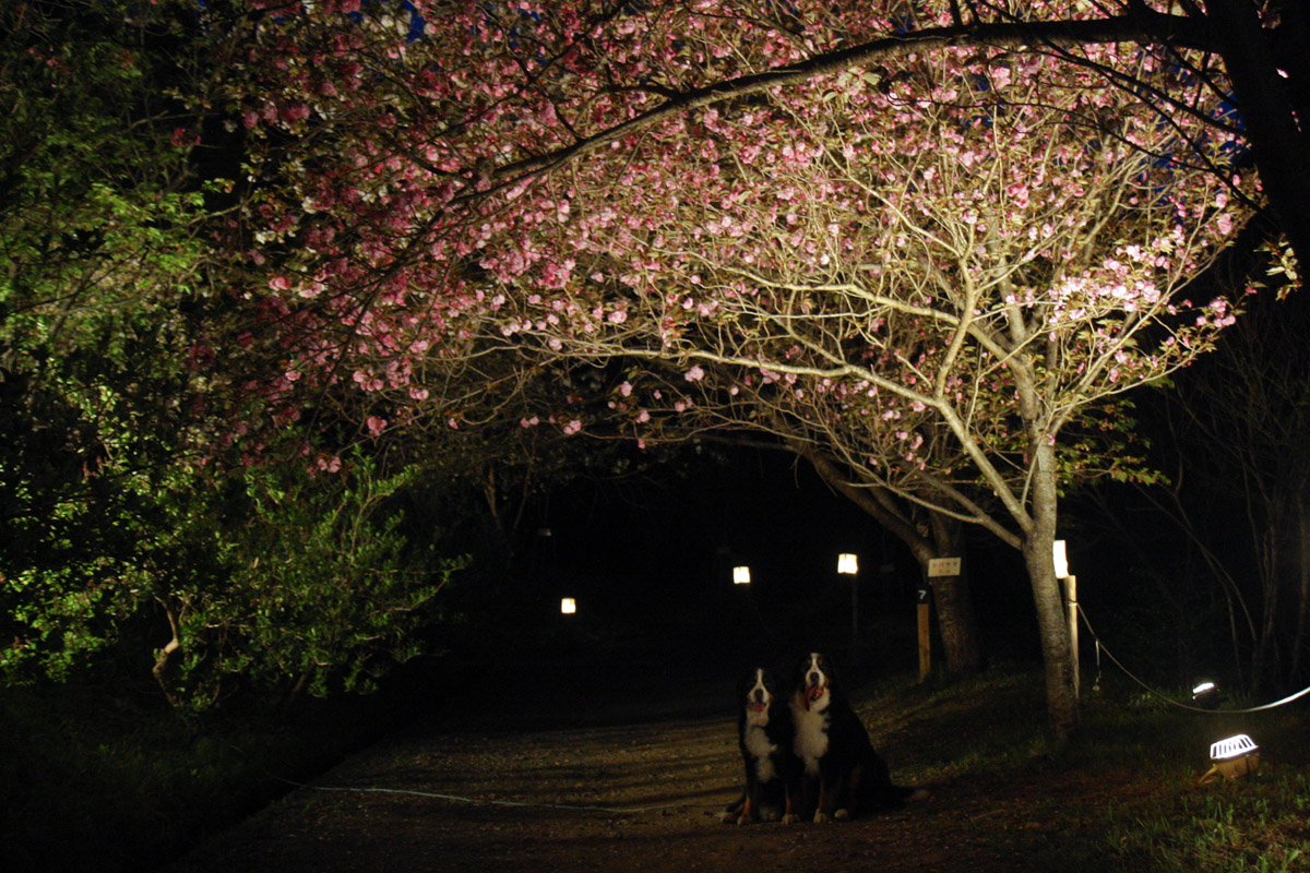 夜桜見物（4月17日）_f0137508_21254512.jpg