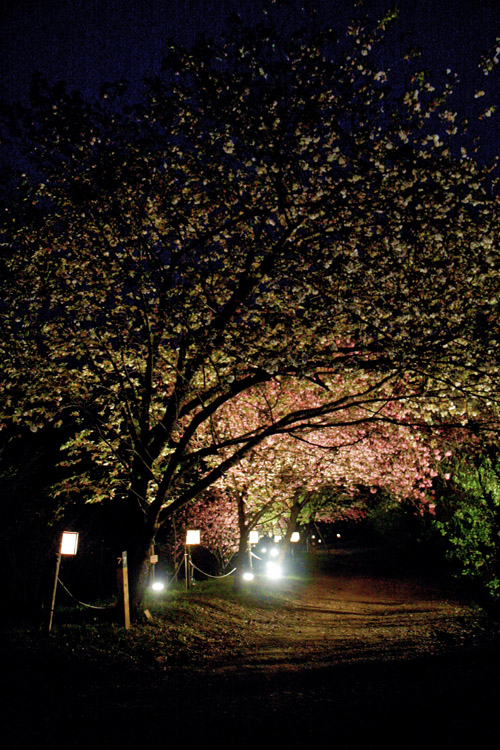 夜桜見物（4月17日）_f0137508_21255331.jpg