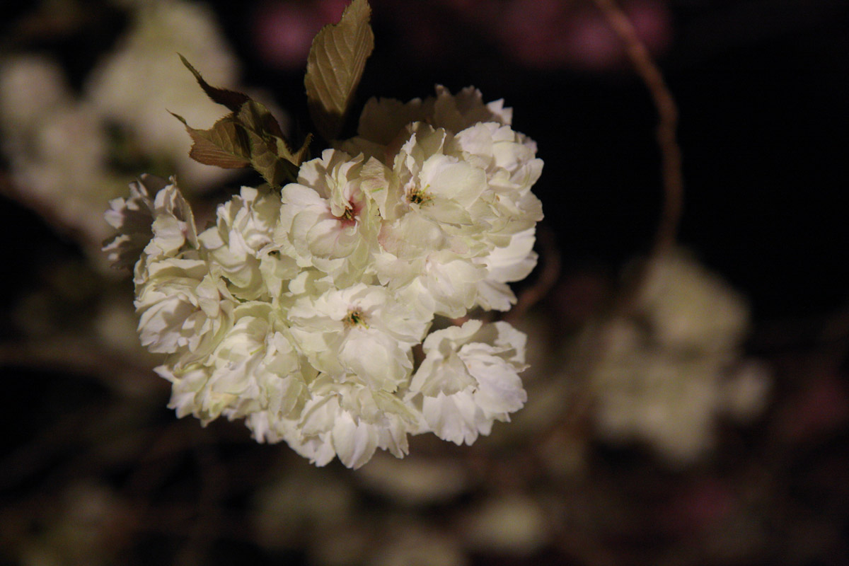 夜桜見物（4月17日）_f0137508_21263893.jpg