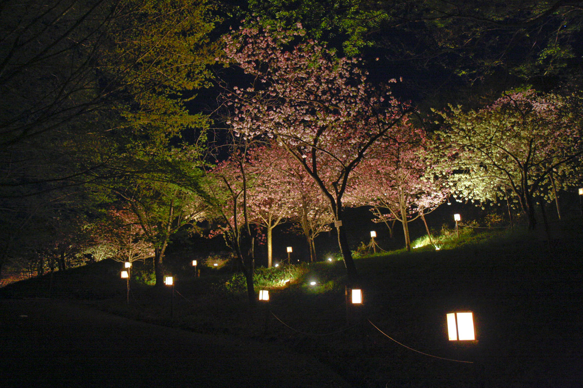 夜桜見物（4月17日）_f0137508_2126755.jpg