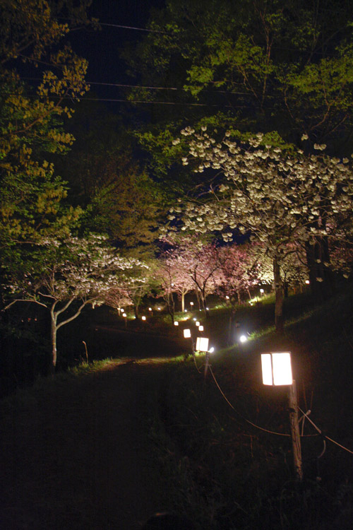 夜桜見物（4月17日）_f0137508_21274019.jpg