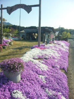 茶畑と芝桜_a0235209_14503468.jpg