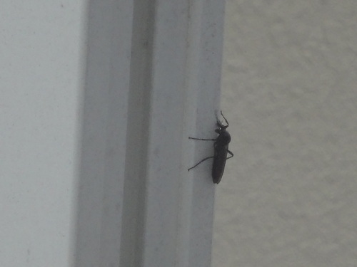 外に黒い虫 大量発生 ようこそ 町田カルバリーフェローシップのブログへ