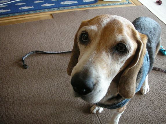 目指せ リアルスヌーピー バカ犬と呼ばれて 目指せ リアルスヌーピー バカ犬と呼ばれて