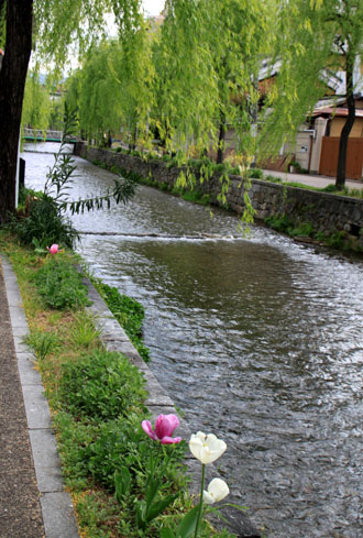 若柳の白川_e0048413_20481825.jpg