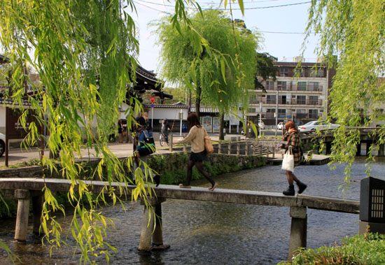 若柳の白川_e0048413_2048431.jpg
